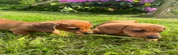 Miniature Dachshund dogs for sale: Kc reg pra clear - Advert 10