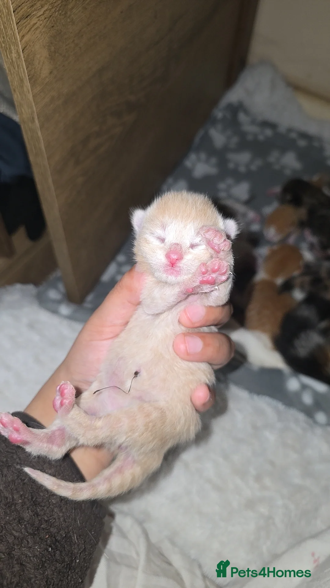 Mixed Breed cats for sale: 5 beautiful kittens looking for there forever home in Bolton - Advert 2