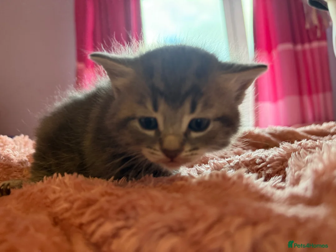 Mixed Breed cats for sale: Gorgeous kittens  - Advert 2
