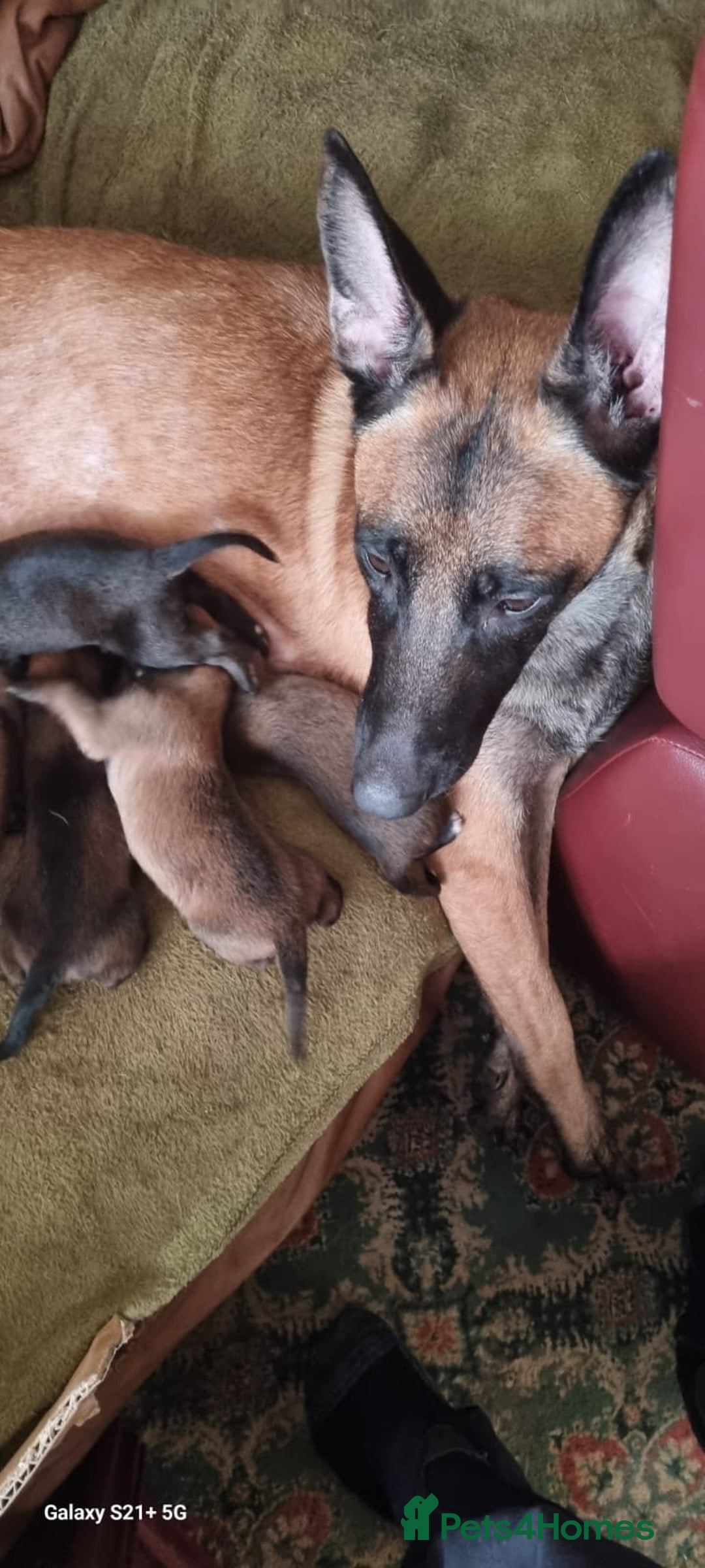Mixed Breed dogs for sale: Belgian malinois x saluki female  - Image 4