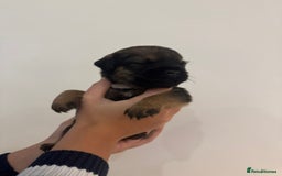 Border Terrier dogs for sale: BORDER TERRIER PUPS - Advert 3