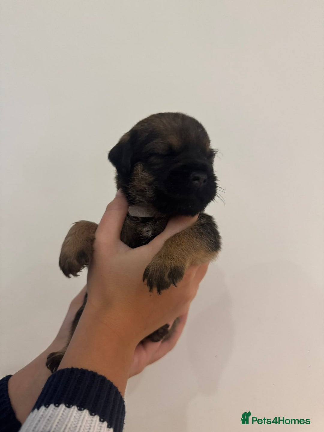 Border Terrier dogs for sale: BORDER TERRIER PUPS - Advert 3