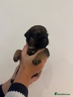 Border Terrier dogs BORDER TERRIER PUPS - Advert 1