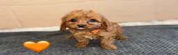 Cavapoo dogs for sale: Beautiful Cavapoo Puppies🐶❤️ - Advert 18