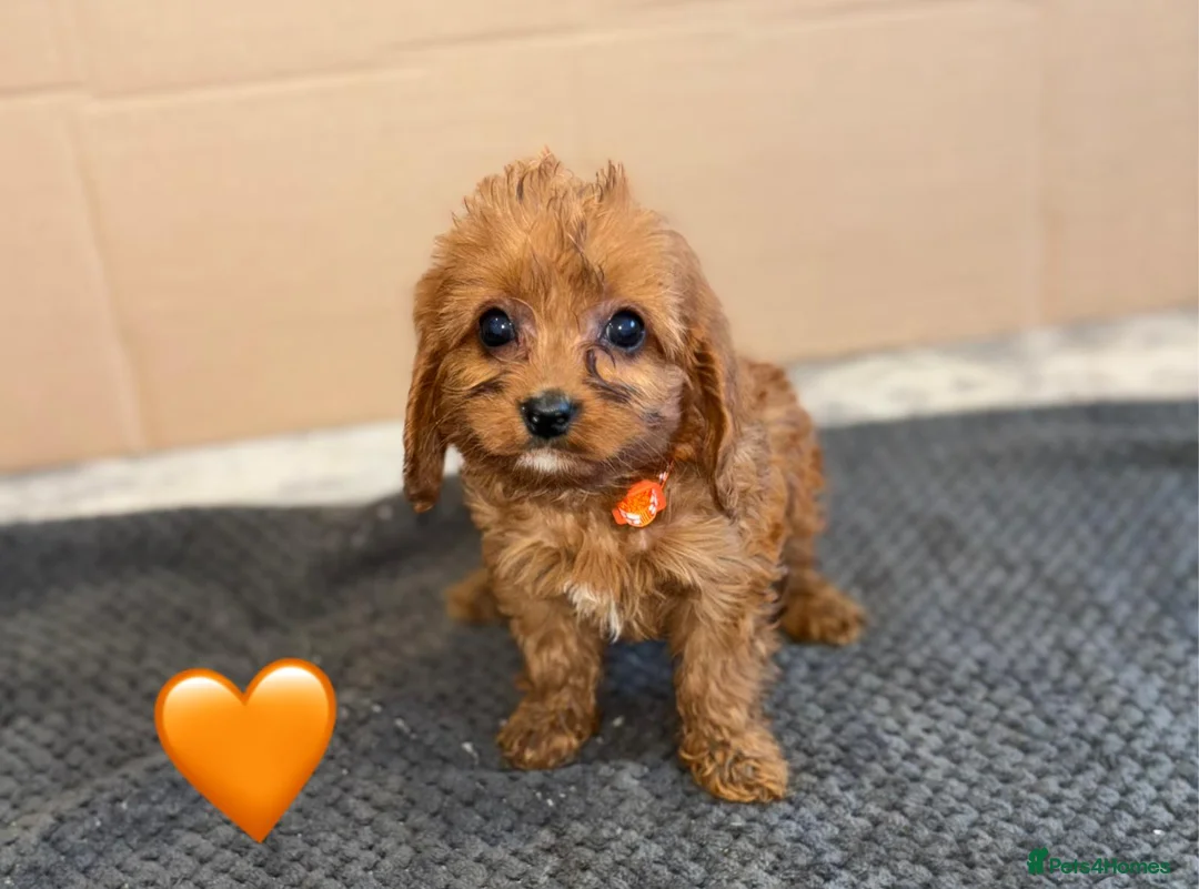 Cavapoo dogs for sale: Pink & Green Collar Girls Left💕💚 - Advert 18