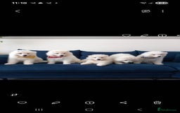 Samoyed dogs for sale: 🐾 Georgeus Pedigree Samoyed Puppies 🐾 - Image 11