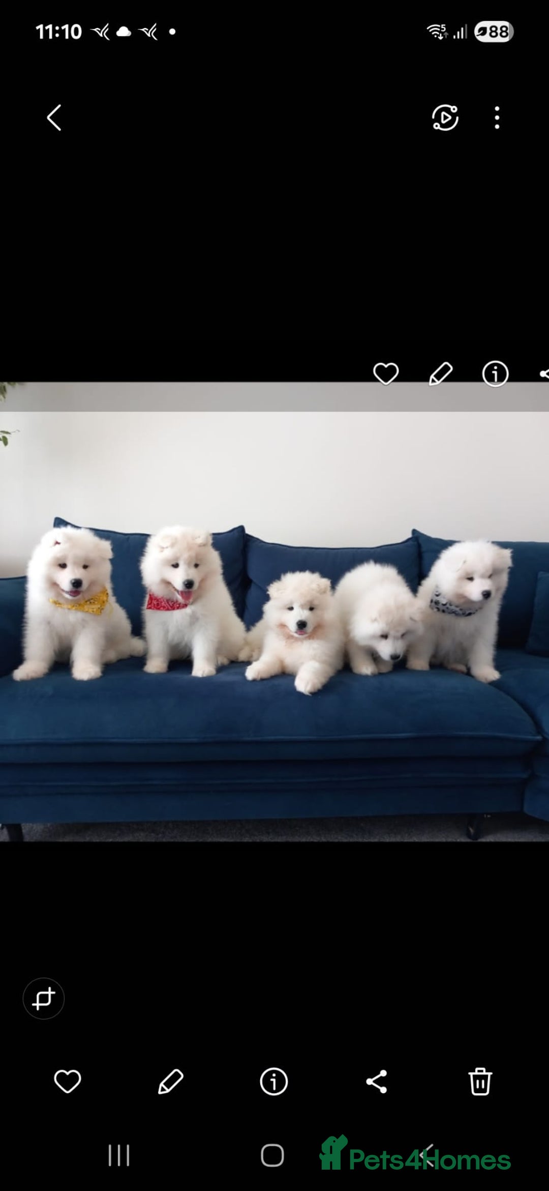Samoyed dogs for sale: 🐾 Georgeus Pedigree Samoyed Puppies 🐾 - Image 11