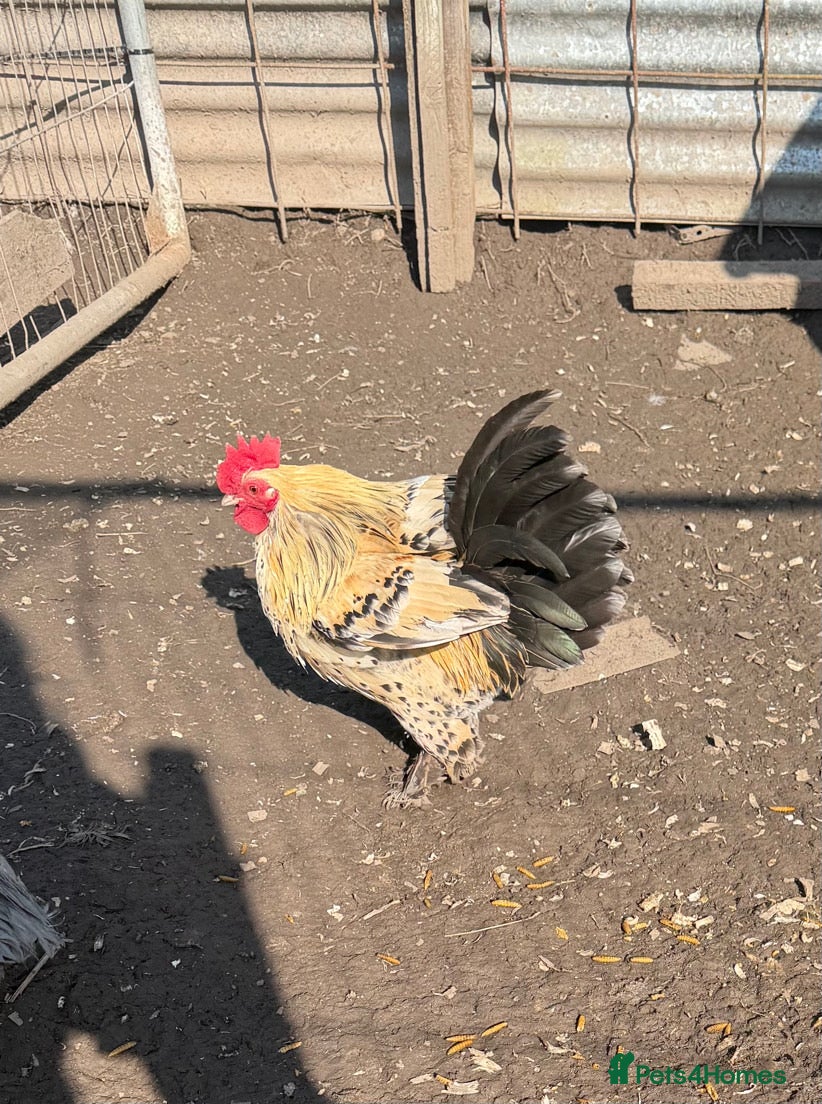 Chickens poultry BANTEM COCKEREL  - Advert 15