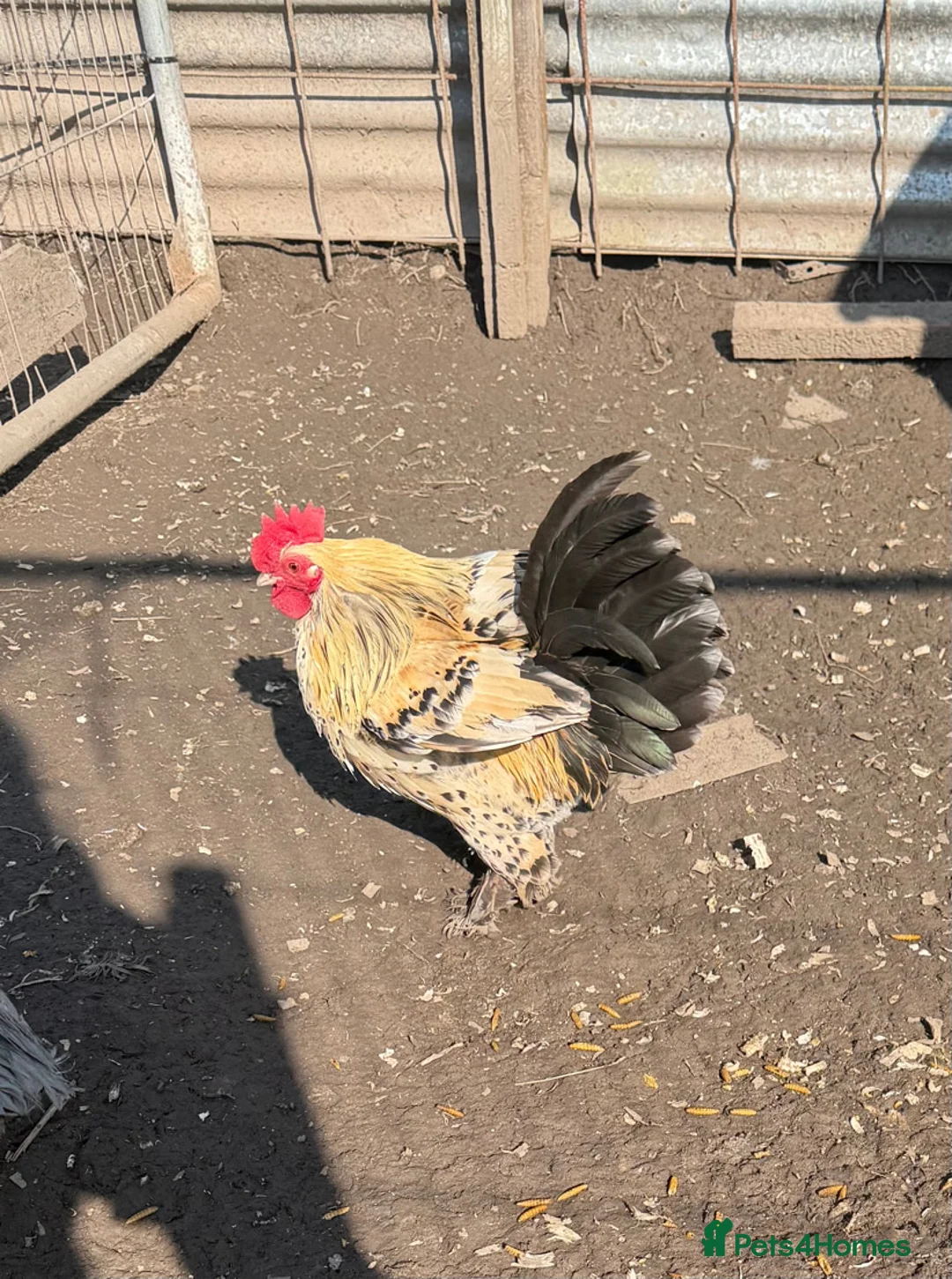 Chickens poultry for sale: BANTEM COCKEREL  - Advert 1