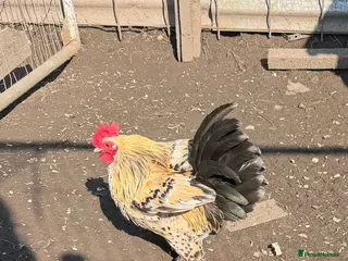 Chickens poultry BANTEM COCKEREL - Advert 15