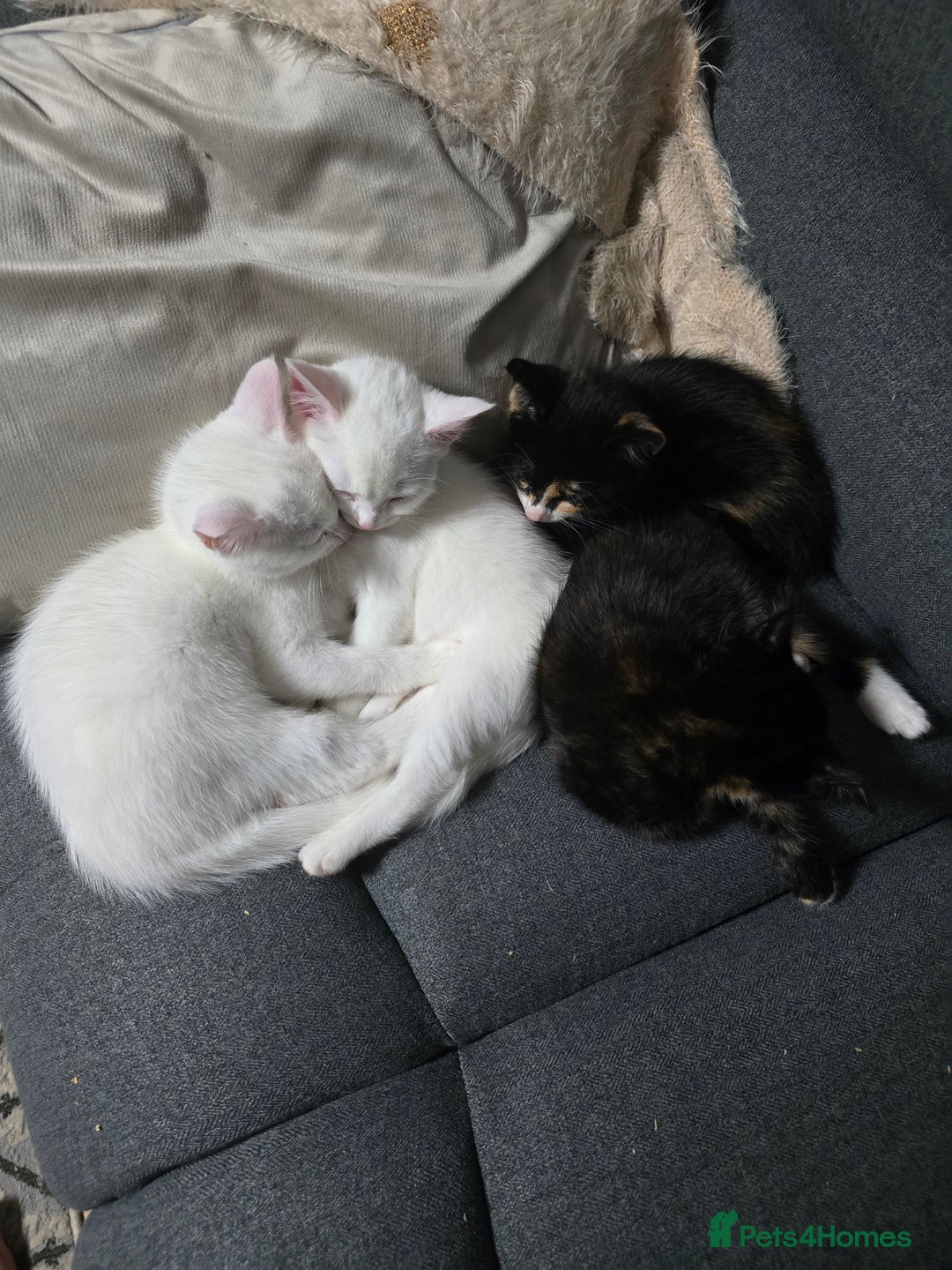 Mixed Breed cats for sale: 2 white kittens and 1 3-coloured for sale - Advert 7