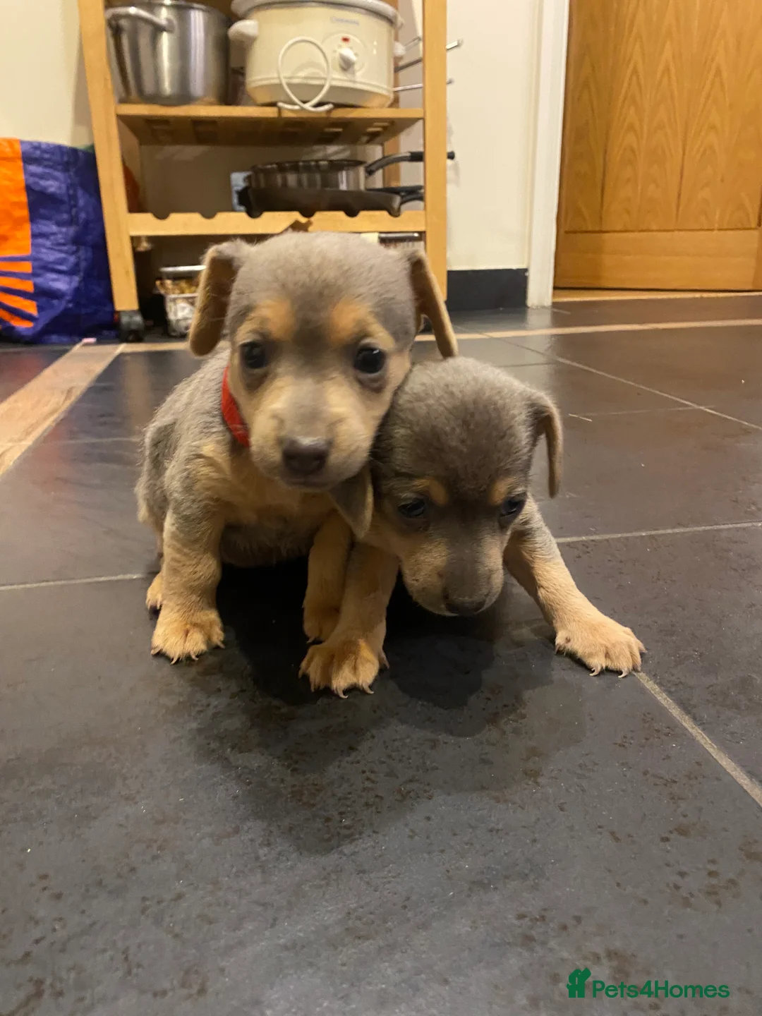 Jack Russell dogs for sale: Stunning small type jack Russell. Pups - Advert 10