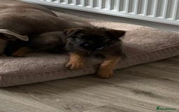 Mixed Breed dogs for sale: German Shepard X - Image 1