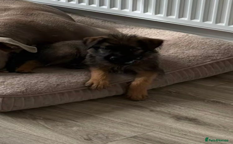 Mixed Breed dogs - Advert 1