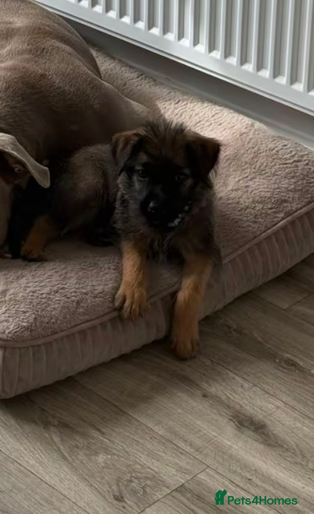 Mixed Breed dogs for sale: German Shepard X - Image 1