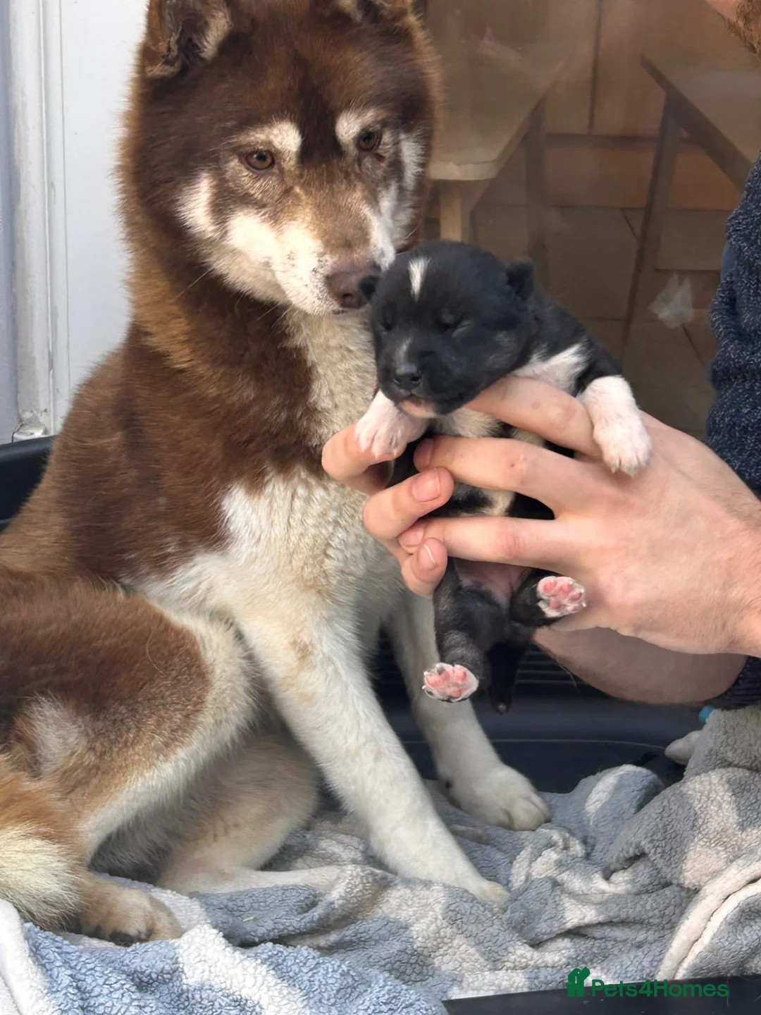Siberian Husky dogs for sale: Siberian husky pure breed  - Advert 9