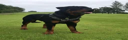 Rottweiler dogs for stud: Big old fashioned type - Advert 2