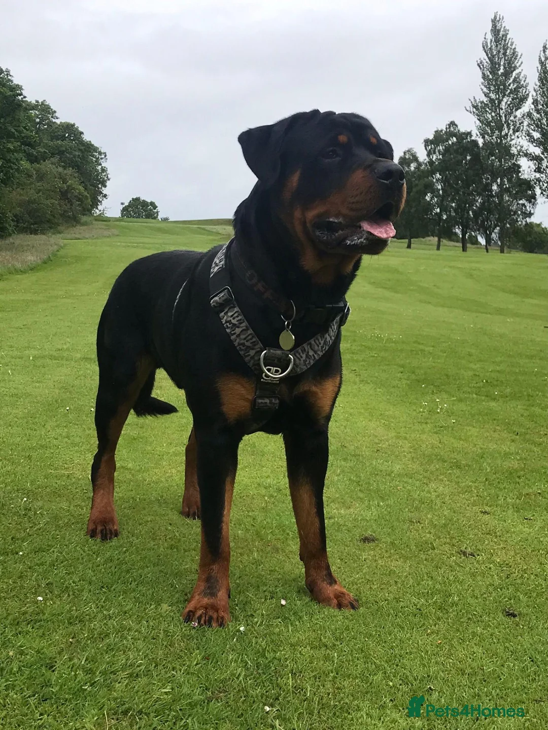 Rottweiler dogs for stud: Big old fashioned type - Advert 2