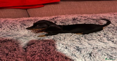 Miniature Dachshund dogs - Advert 4