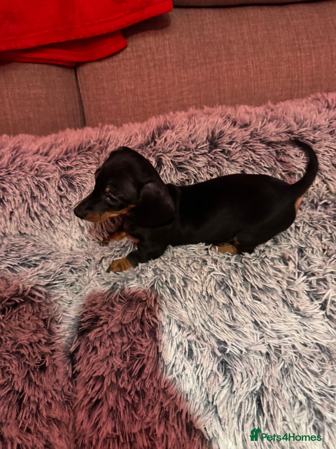 Miniature Dachshund dogs for sale: Miniature Dachshund puppies - Image 1