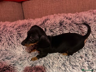 Miniature Dachshund dogs - Advert 1