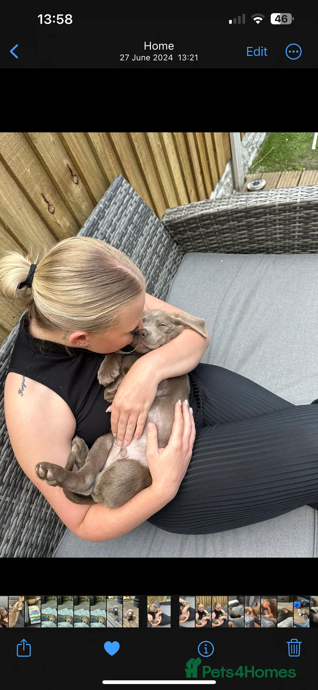 Labrador Retriever dogs for stud: STUNNING SILVER LABRADOR AVAILABLE FOR STUD - Advert 13