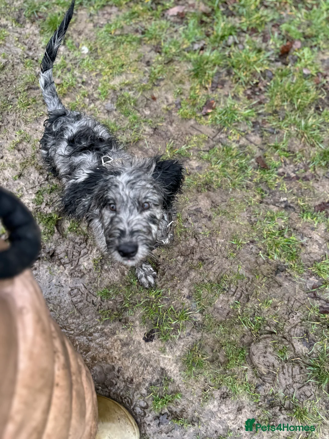 Labradoodle dogs for sale: Miniature blue merle labradoodle for sale  - Advert 5