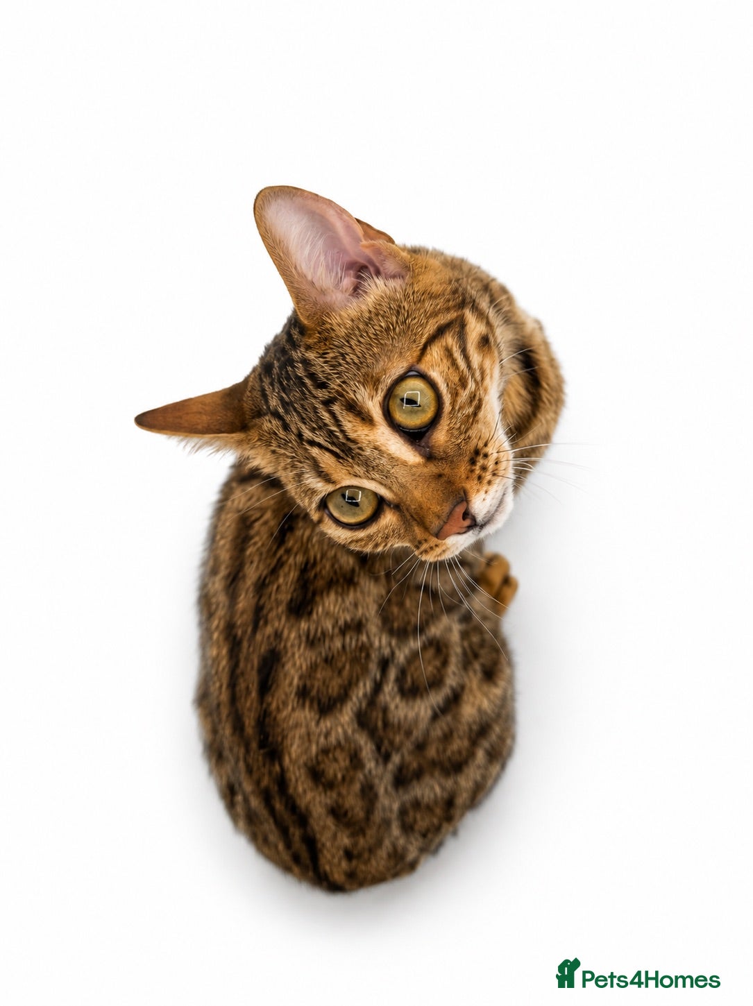 Bengal cats 🐆G6 Pedigree Bengal Kittens | TICA Registered - Advert 2