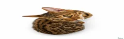 Bengal cats for sale: 🐆F6 Pedigree Bengal Kittens | TICA Registered in Leeds - Advert 9