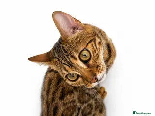 Bengal cats 🐆G6 Pedigree Bengal Kittens | TICA Registered - Advert 2