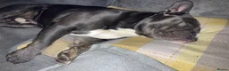 Mixed Breed dogs for sale: MALE STUD READY  in Tamworth - Advert 27