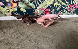 Sphynx cats for sale:  6 Beautiful Sphynx Kittens Ready Soon – 5★ - Image 13