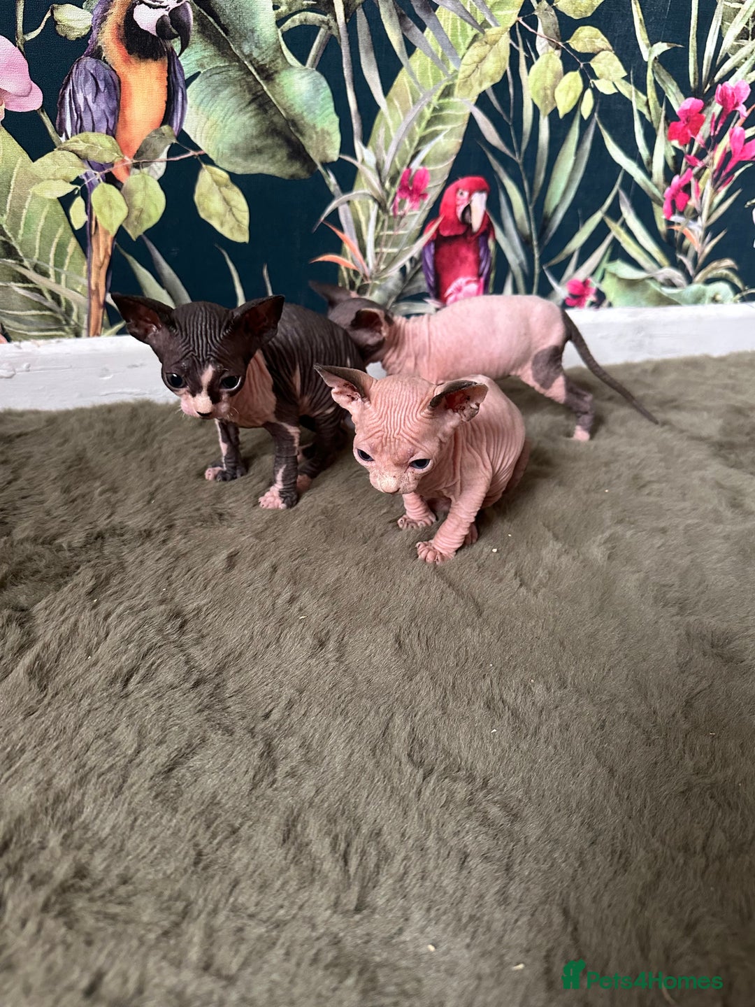 Sphynx cats for sale:  6 Beautiful Sphynx Kittens Ready Soon – 5★ - Image 13