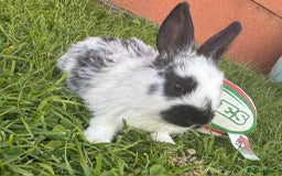 Continental Giant rabbits for sale: Baby Rabbits  - Image 11