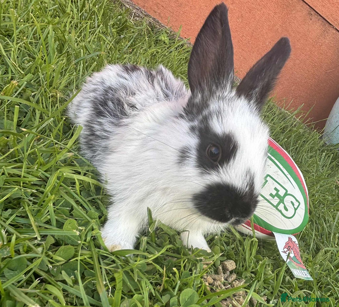 Continental Giant rabbits for sale: Baby Rabbits  - Image 11