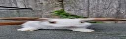 English Spot rabbits for sale: Femile and male in West Bromwich - Advert 5