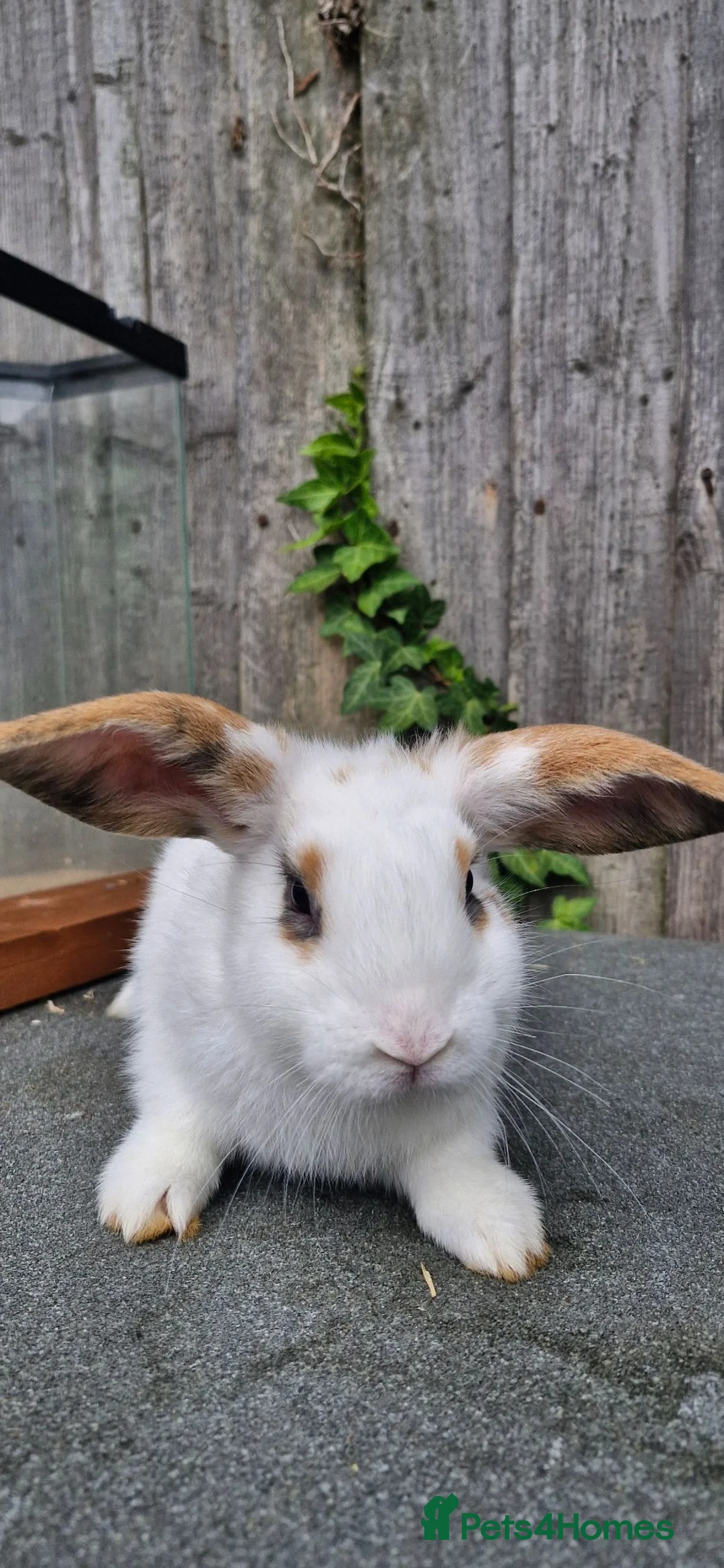 English Spot rabbits for sale: Femile and male in West Bromwich - Advert 5
