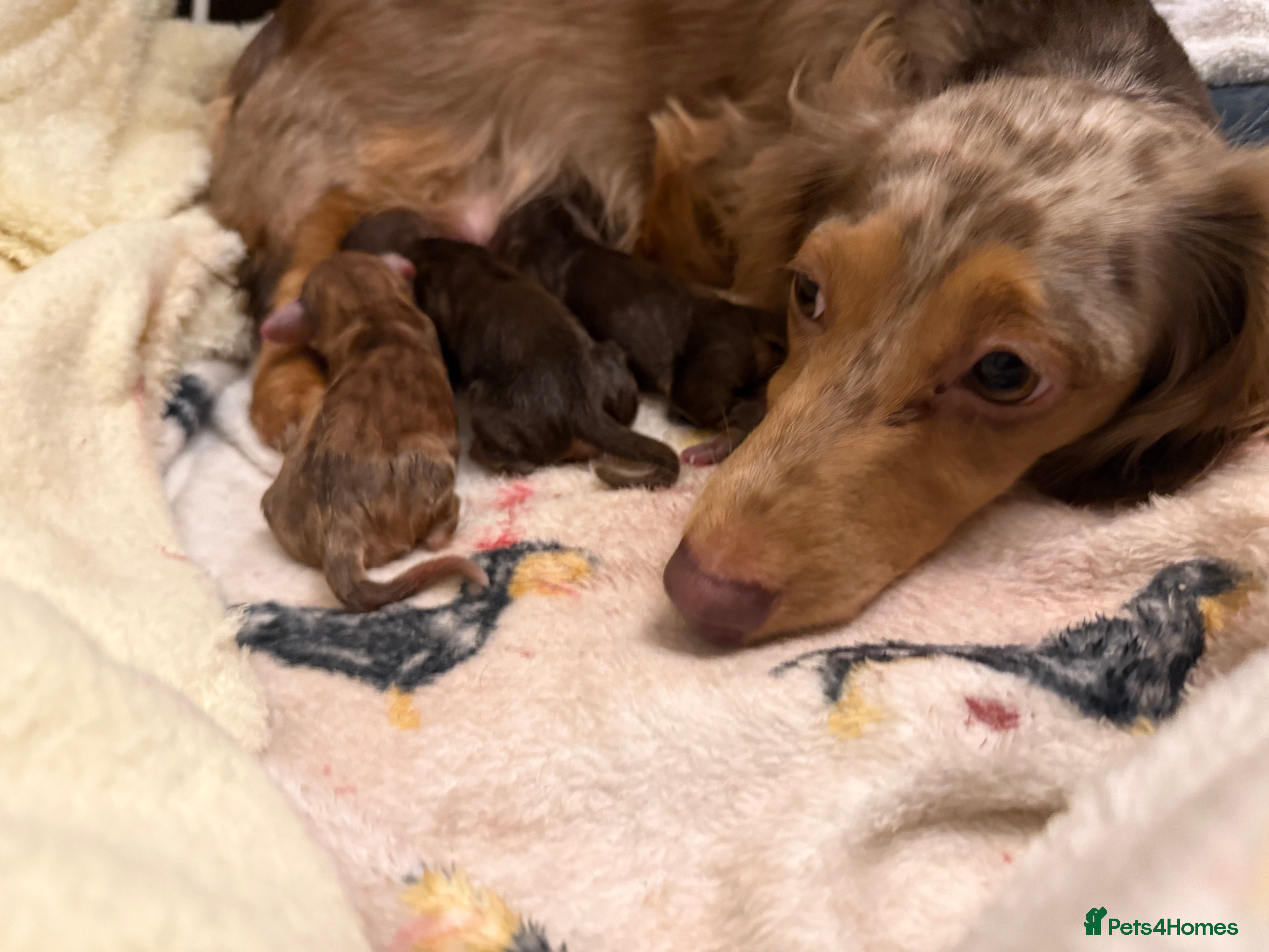 Miniature Dachshund dogs Miniature longhaired dachshund puppies  - Advert 18