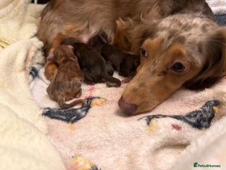 Miniature Dachshund dogs Miniature longhaired dachshund puppies - Advert 3