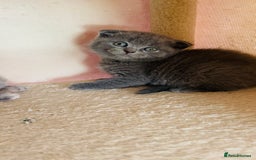 Scottish Fold cats for sale: Beautiful litter of Scottish fold  reservation 😍 - Image 7