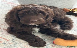 Mixed Breed dogs for sale: Loveable Cockapoo puppy  - Advert 3