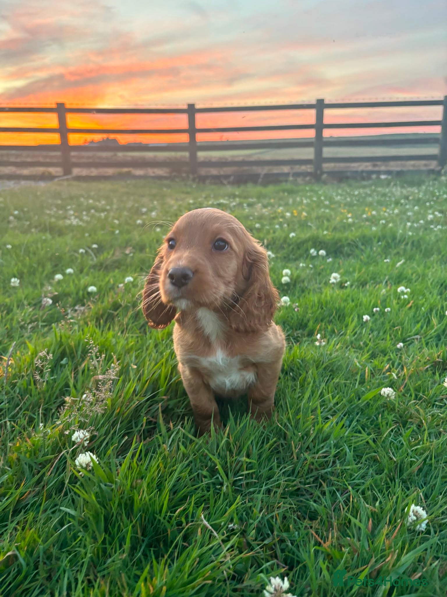 Cocker Spaniel dogs Lovley golden kc cocker bitch pup  - Advert 11