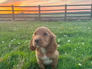 Cocker Spaniel dogs Lovley golden kc cocker bitch pup - Advert 11