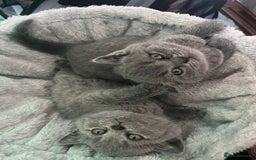 British Shorthair cats for sale: British short hair boys - Image 14