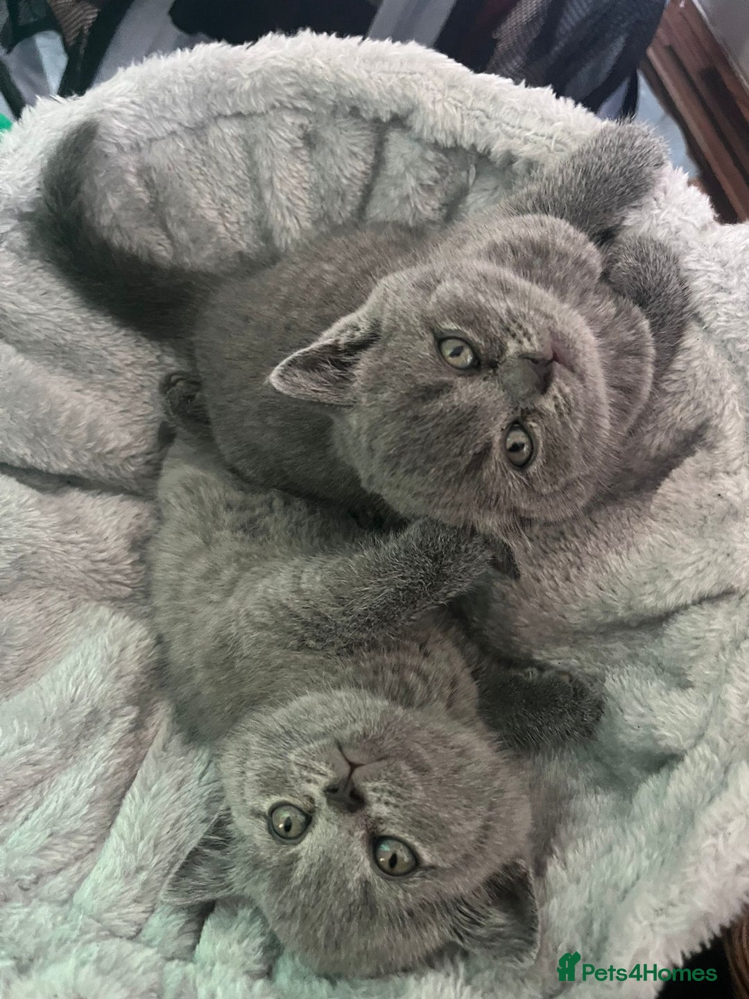 British Shorthair cats for sale: British short hair boys - Image 14