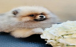 Pomeranian dogs for sale:  KC REGISTERED female - Image 8