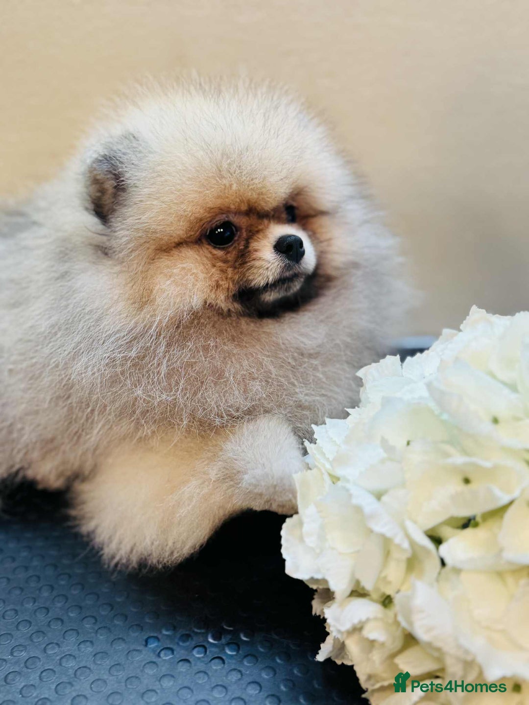 Pomeranian dogs for sale:  KC REGISTERED female - Image 8