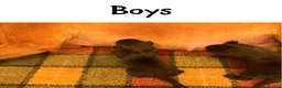 Labrador Retriever dogs for sale: Stunning KC pups,health tested parents&manyFTCH/Ws in Mansfield - Advert 5