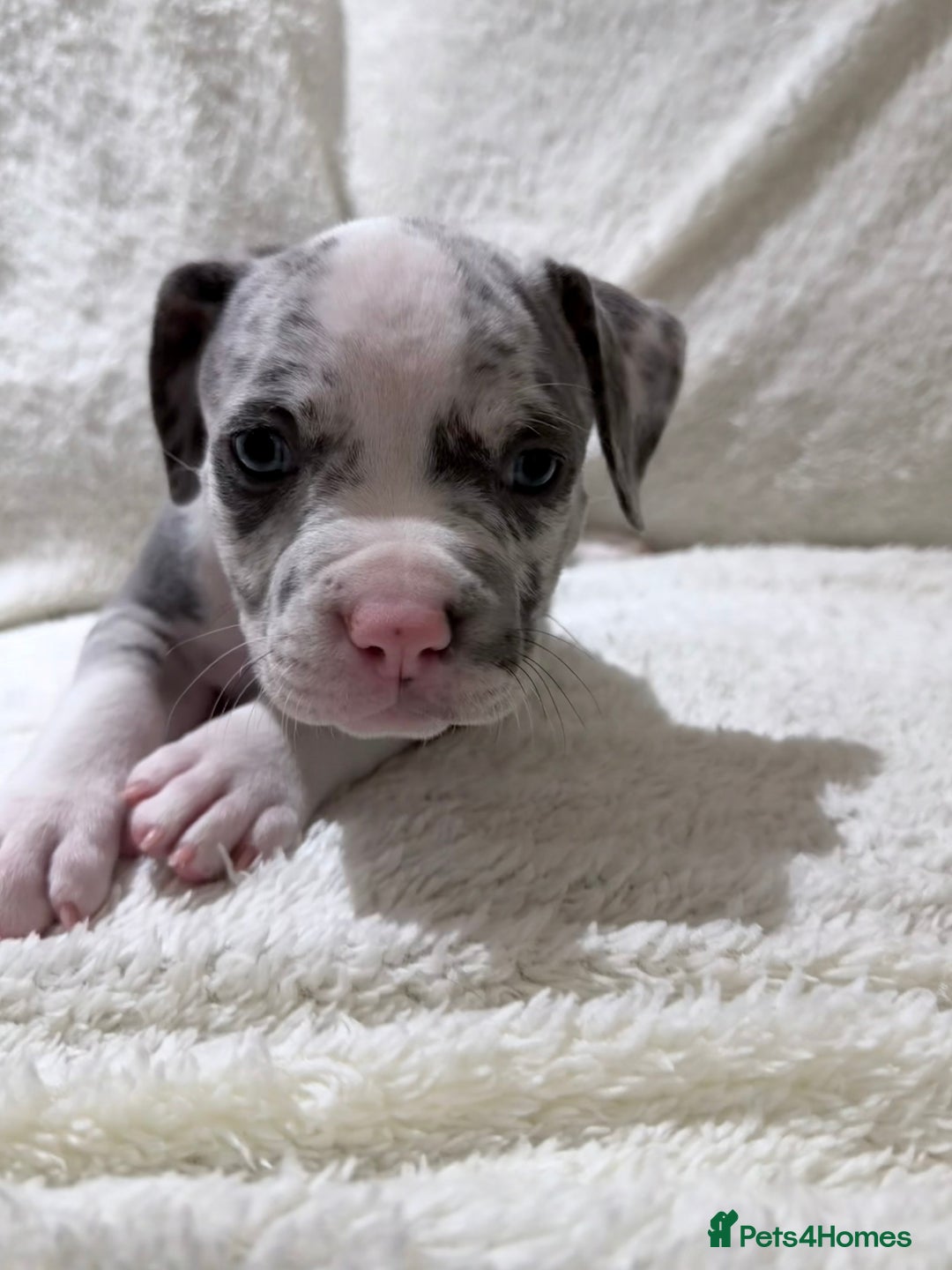 American Bully dogs for sale: Abkc Pocket Bully X Abkc classic Bully puppies - Image 11
