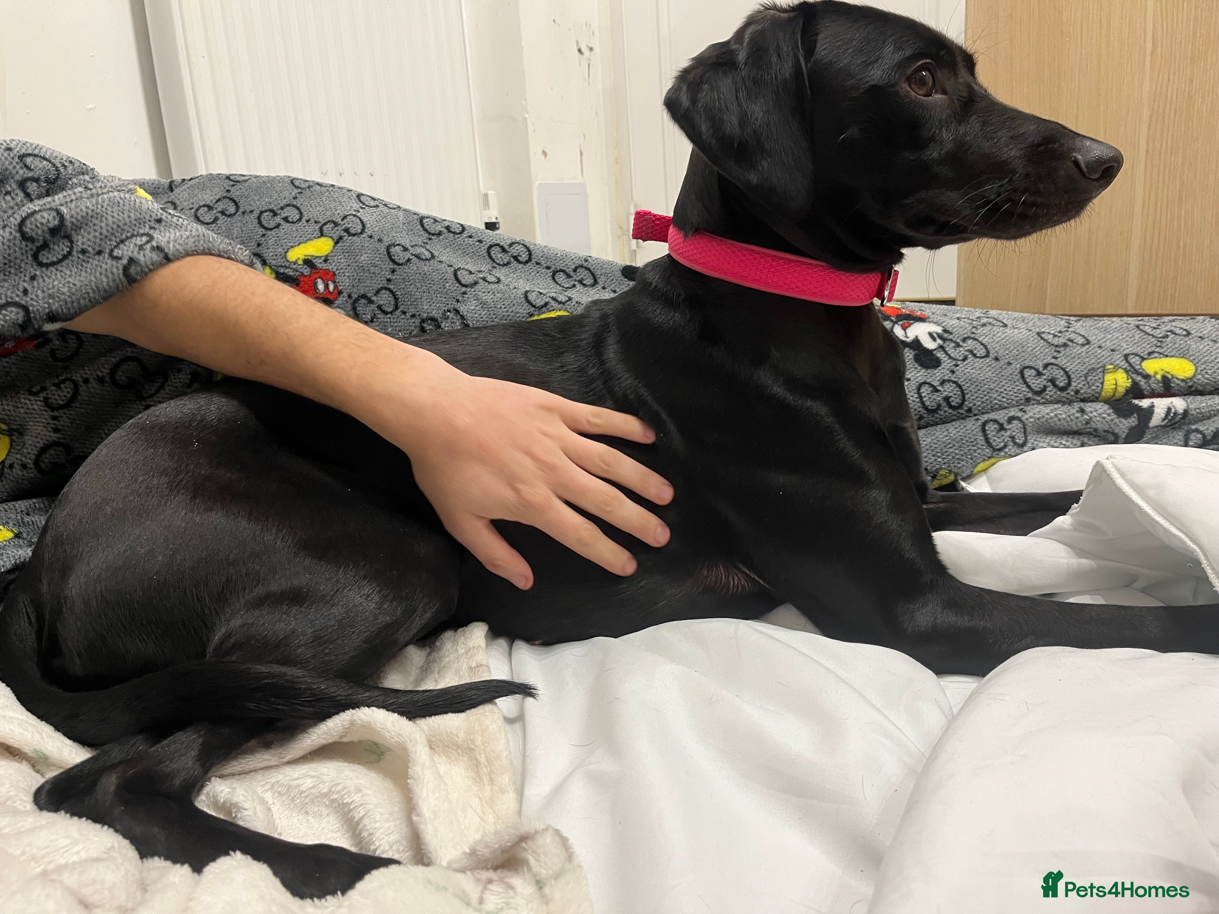 Mixed Breed dogs Gorgeous greyhound cross weimaraner - Advert 2